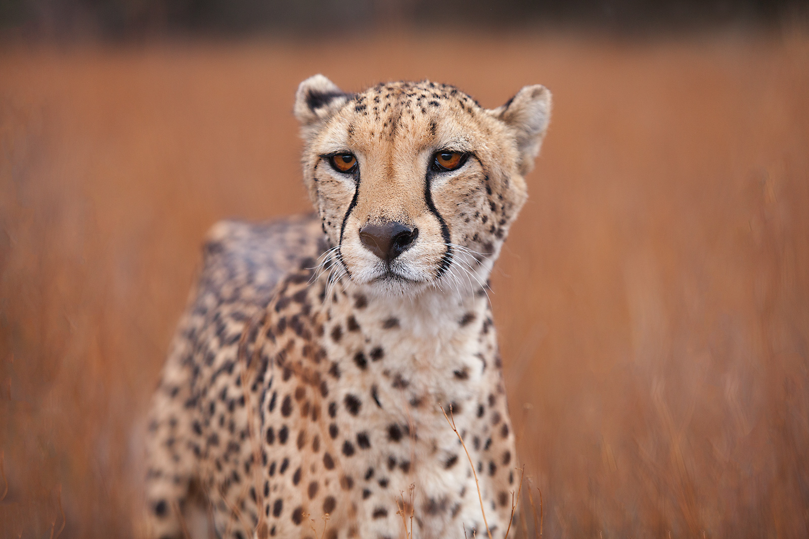 Close-up of a cheetah in a field in Namibia