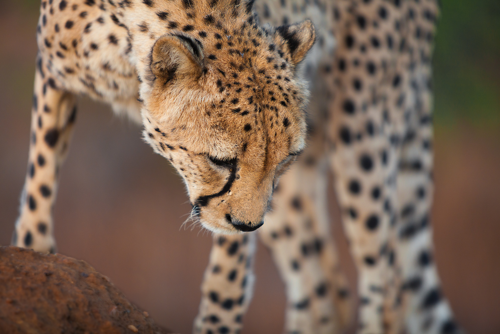 A beautiful cheetah standing on a small hill looking down