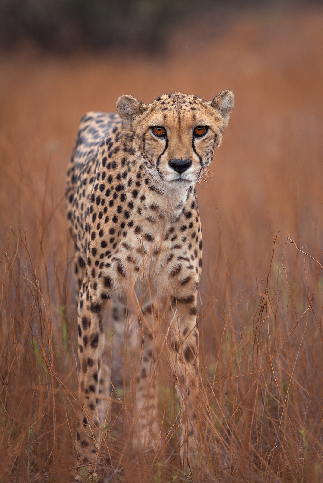 A cheetah in a field looking intently at the camera