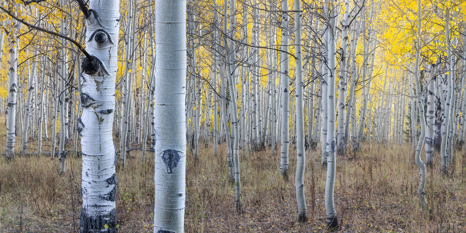 Close-up of an Aspen forest in Autumn.
