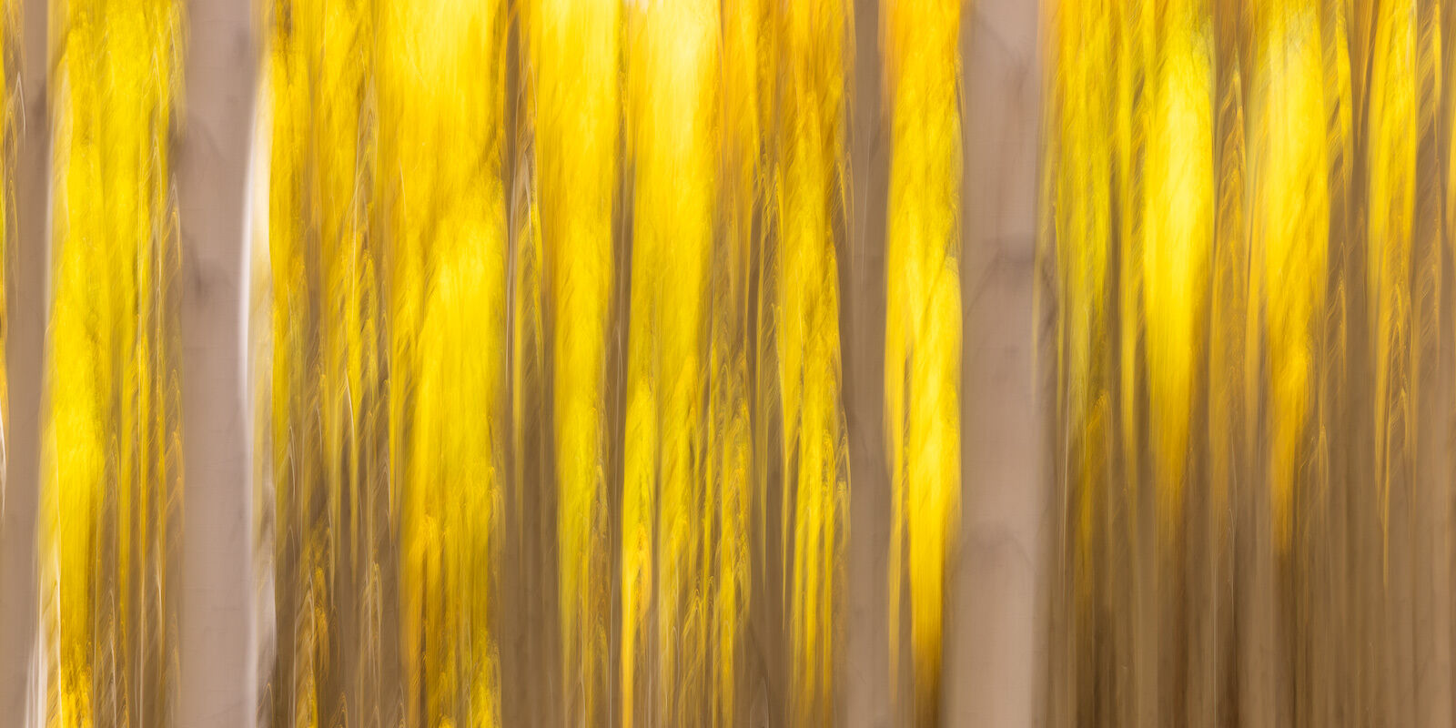Golden A blurred effect of golden aspen trees.
