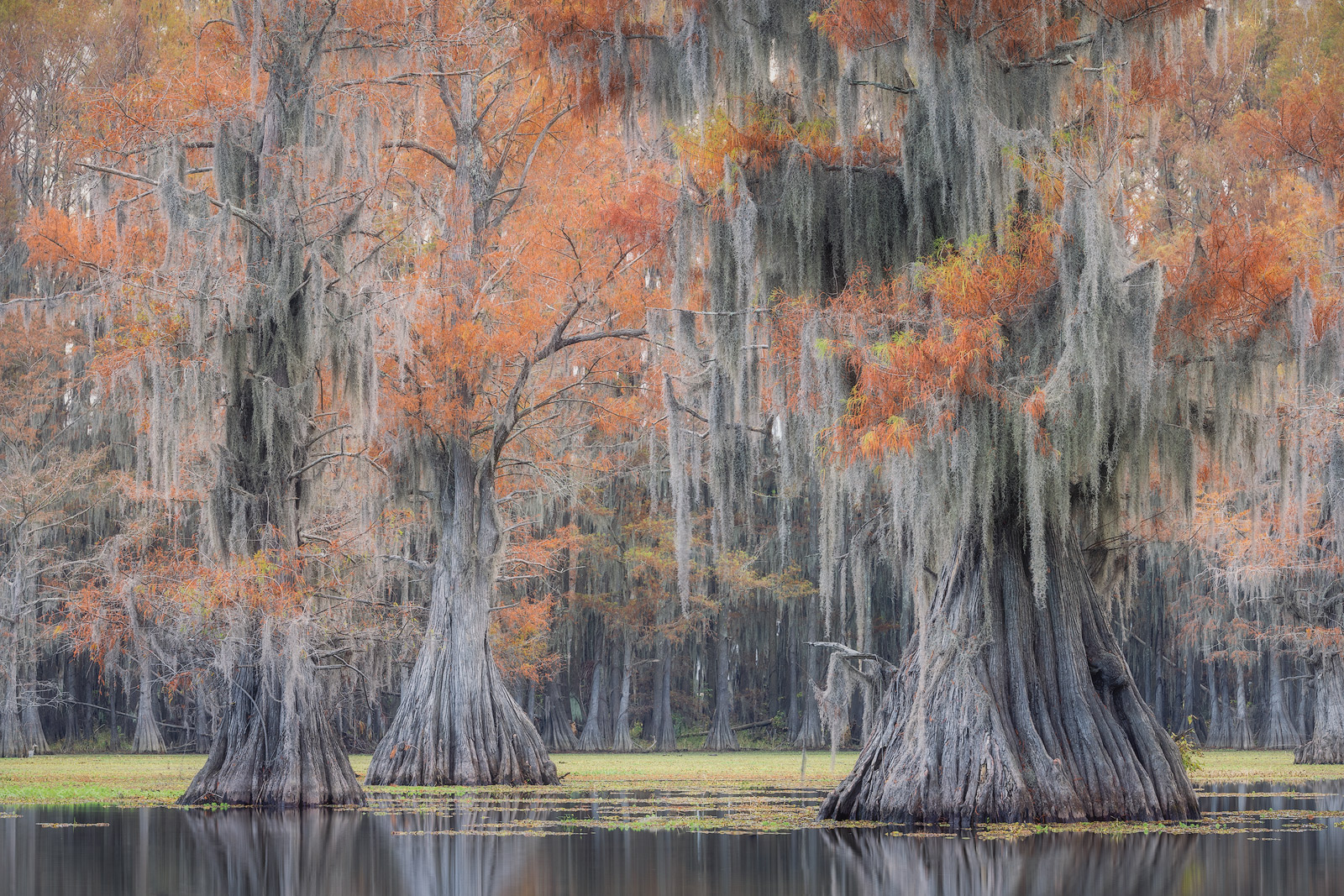 A blend of Fall color and hanging moss adds beauty to the bayou in Autumn.