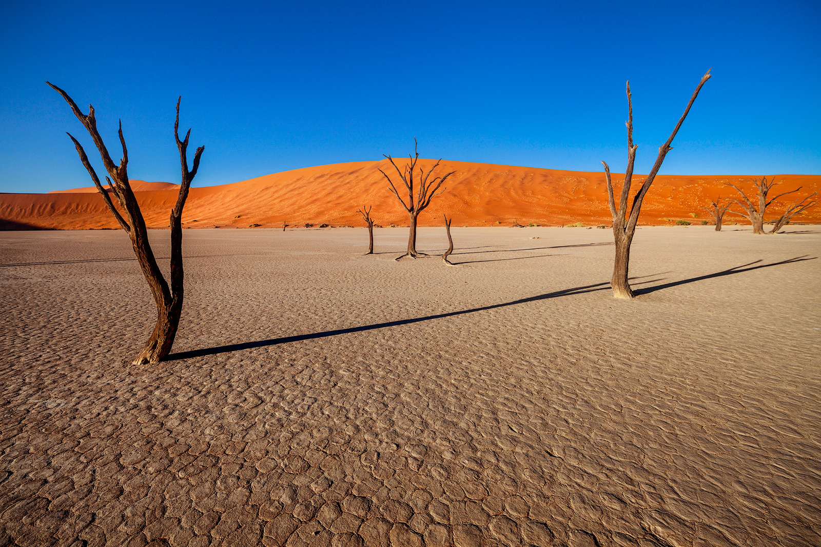 Intense sunlight forms long shadows in Namibia's dead tree forest.