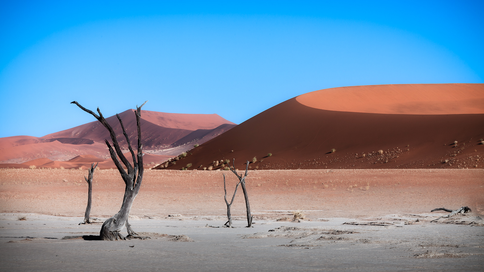 Trees near the entrance of Deadvlei with orange dunes in the background