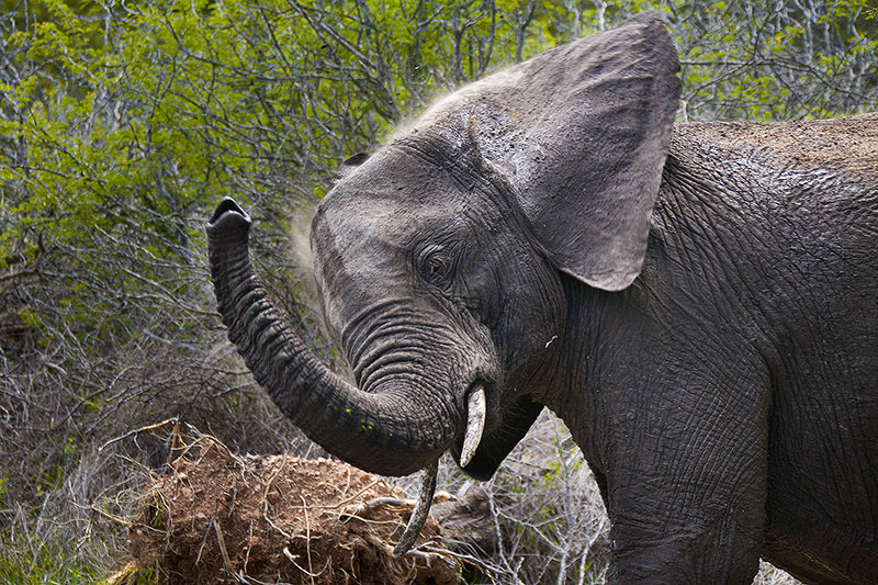 Elephant taking a dust bath