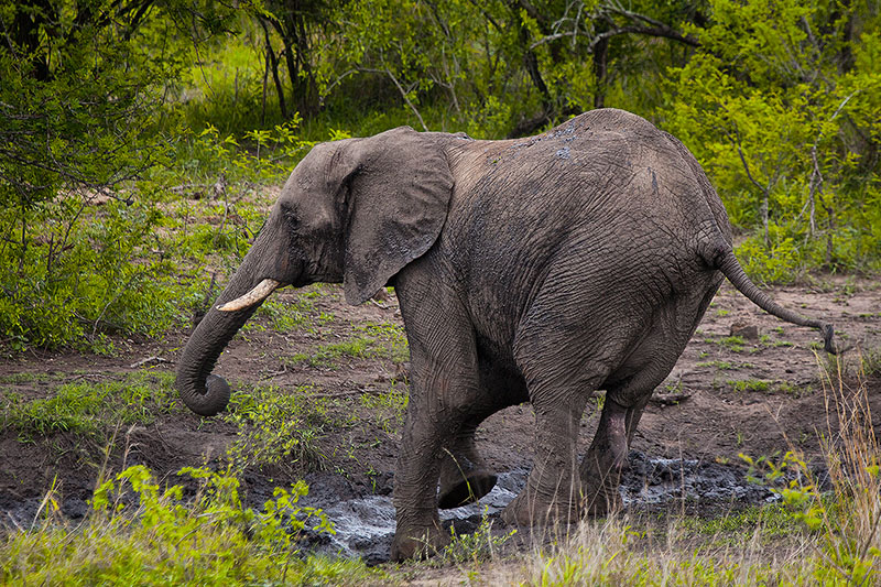 African elephant cooling in the mud