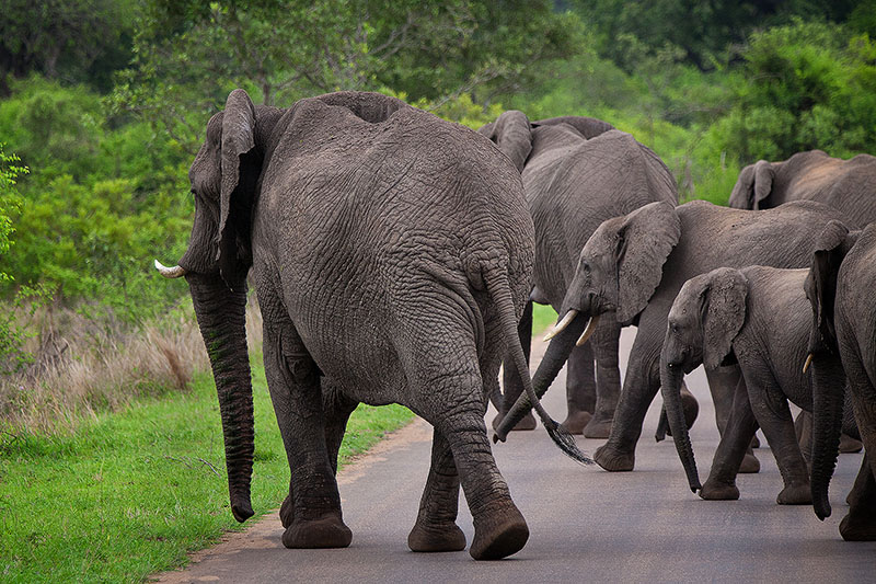 Herd of elephants out for a stroll