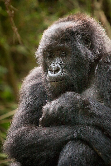 Female habituated mountain gorilla