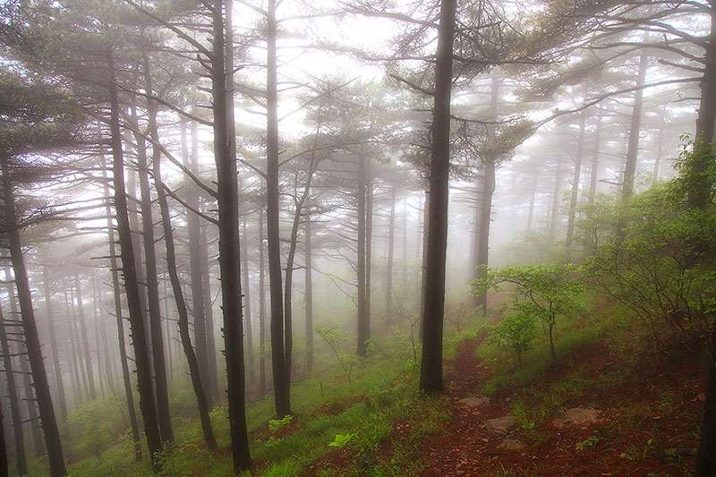 Trees in fog on China's Yellow Mountain