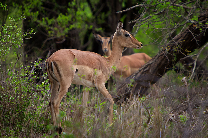 Two gazelles at Kruger