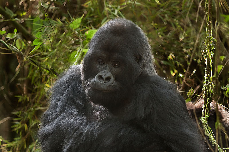 500 pound silverback mountain gorilla