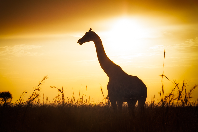 Profile of a giraffe silhouetted against a sunset in Uganda