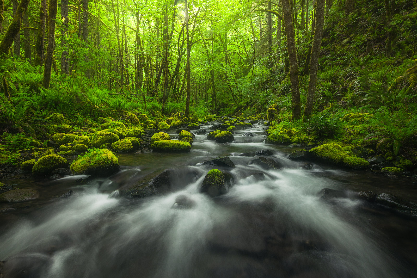 Lower Gorton Creek in the Colombia River Gorge