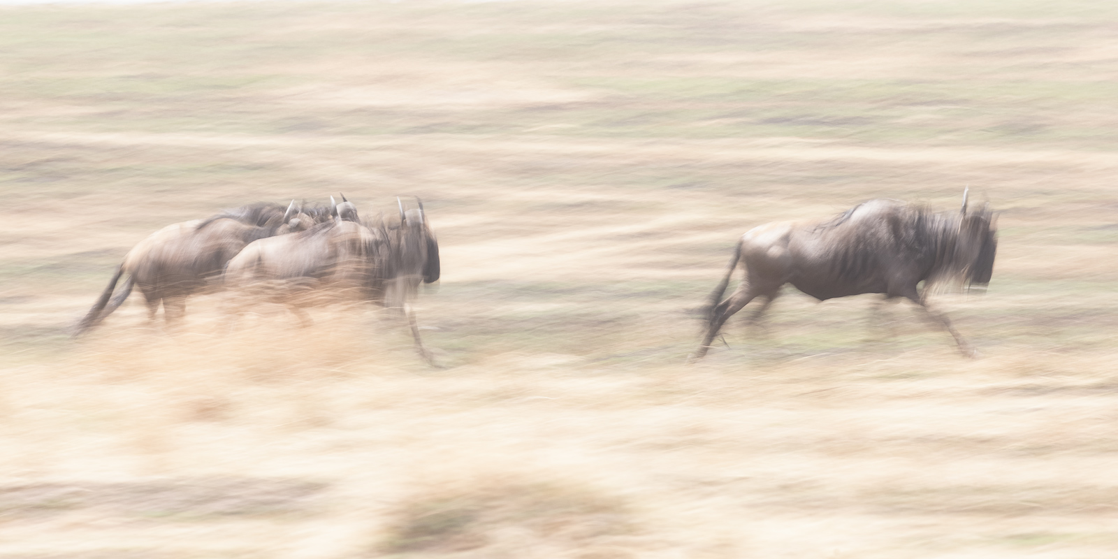 Wildebeests on the move as they participate in the Great Migration.