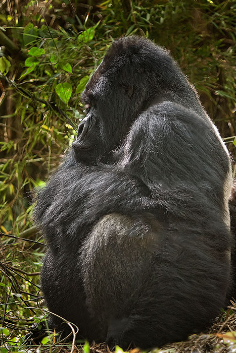 Side view of 500 pound silverback mountain gorilla