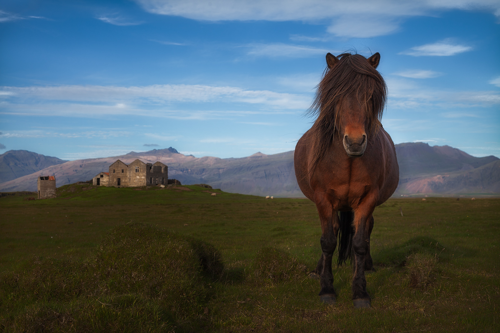 Beautiful horse standing still in a field with a castle in the background