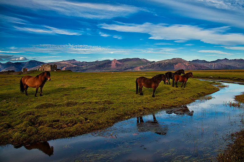 Icelandic horses standing in a field on a sunny day