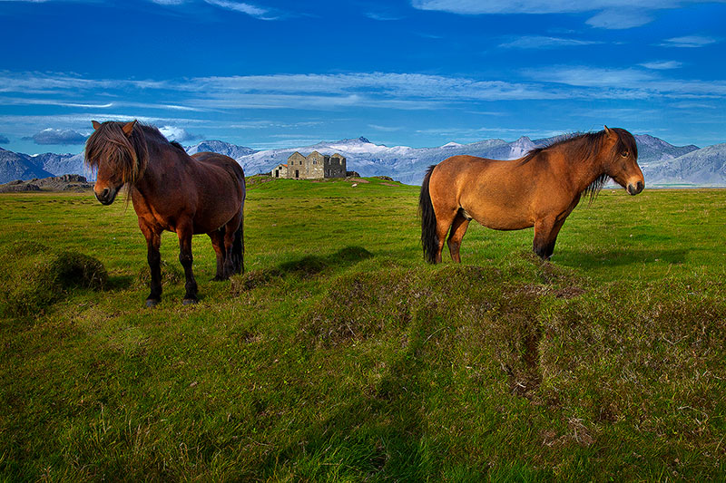 Two horses standing in a field with a castle in the distance