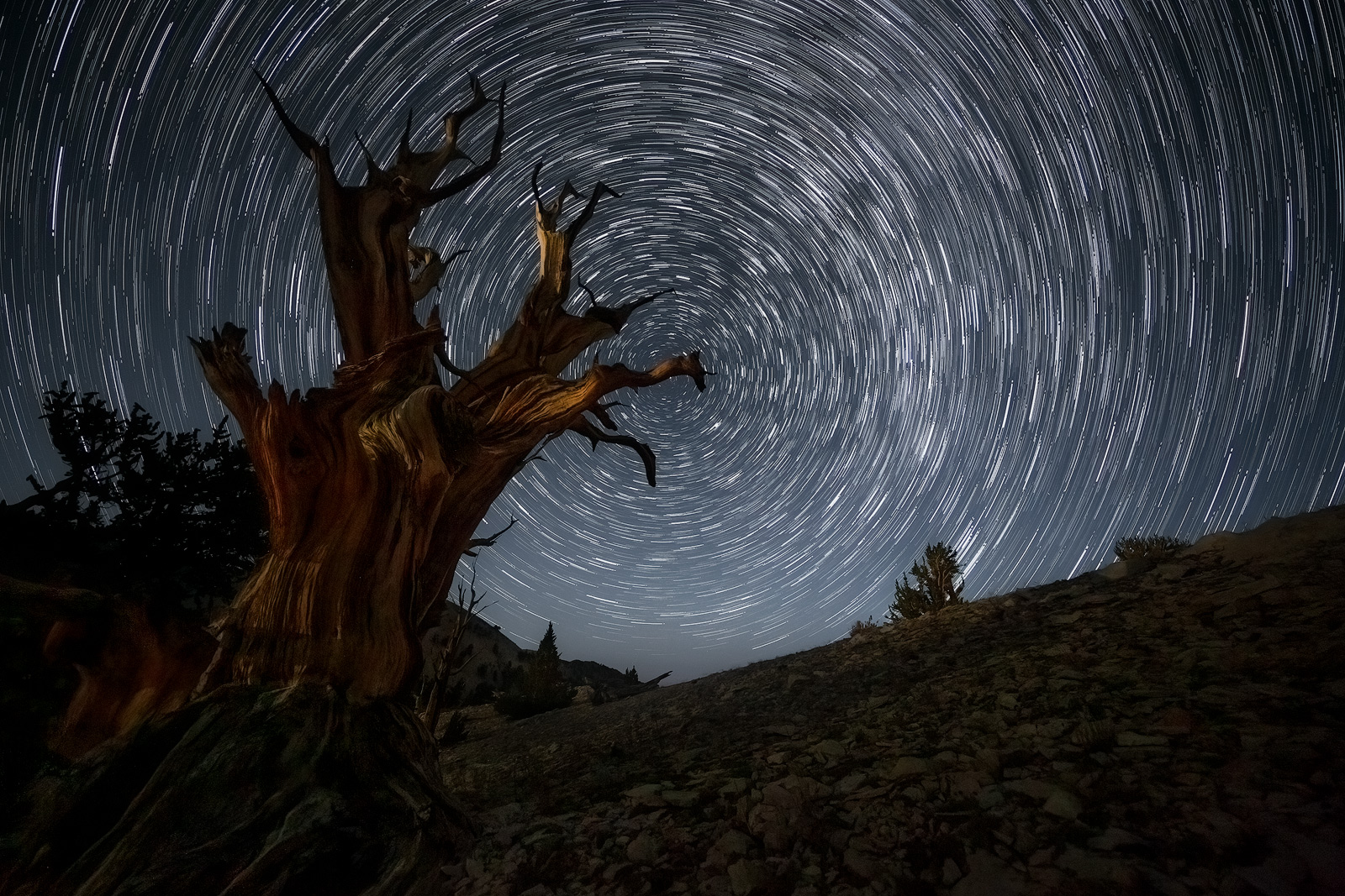 A star trail image in a dark ancient tree forest.