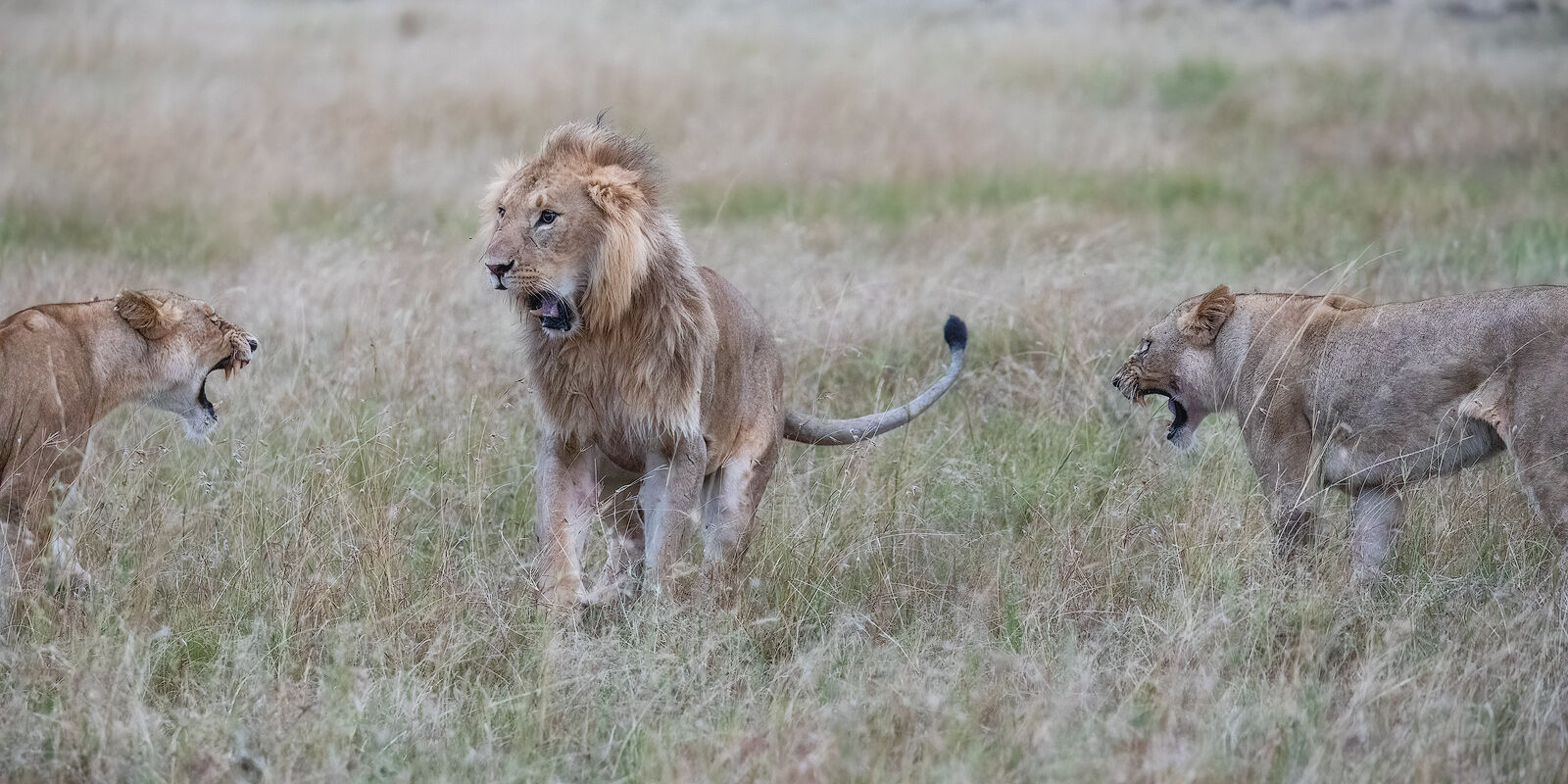 Territorial Dispute Female lions attacking a male from each side.