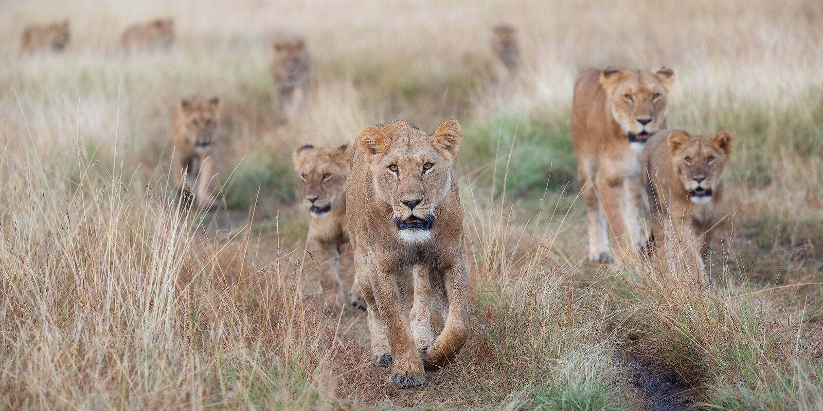 On the Prowl A group of lions prowling the Mara shortly after sunrise.