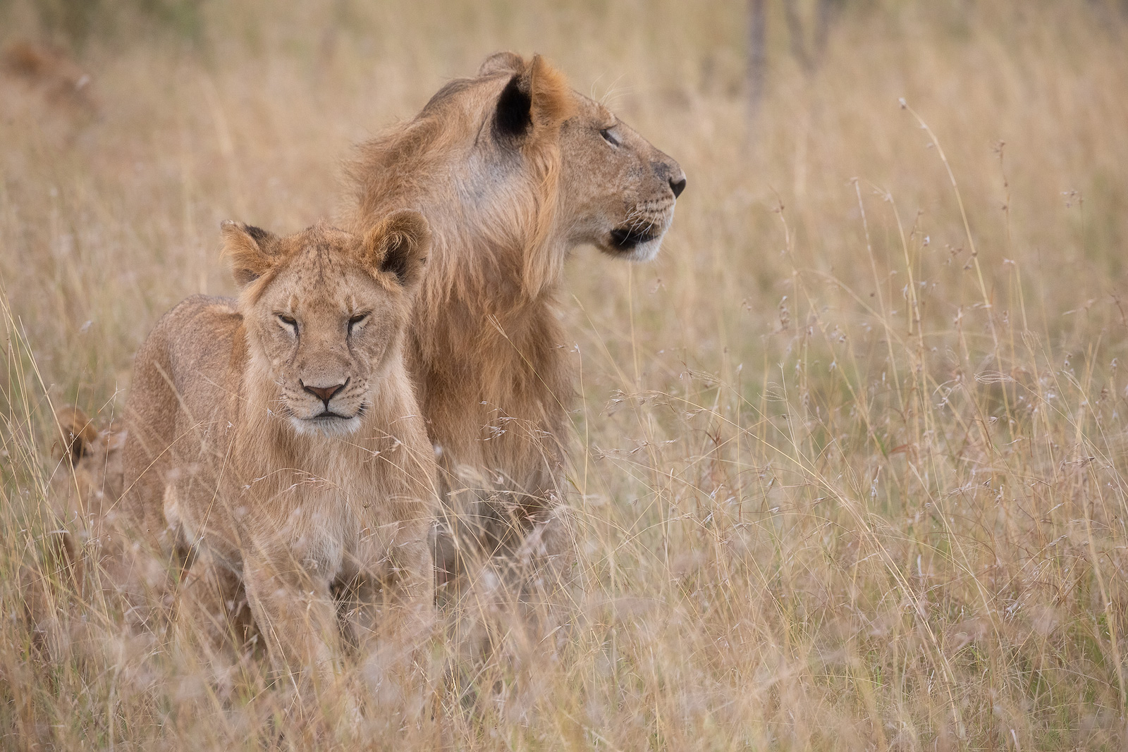 A beautiful lion and lioness relaxing in tall grass in Kenya.
