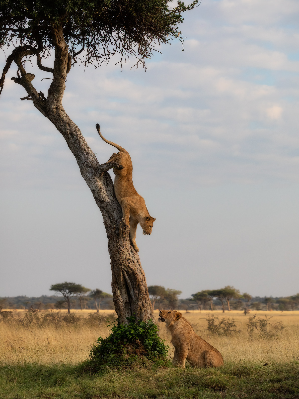 Two lions playing a game of cat and mouse in the plains of the Masai Mara.