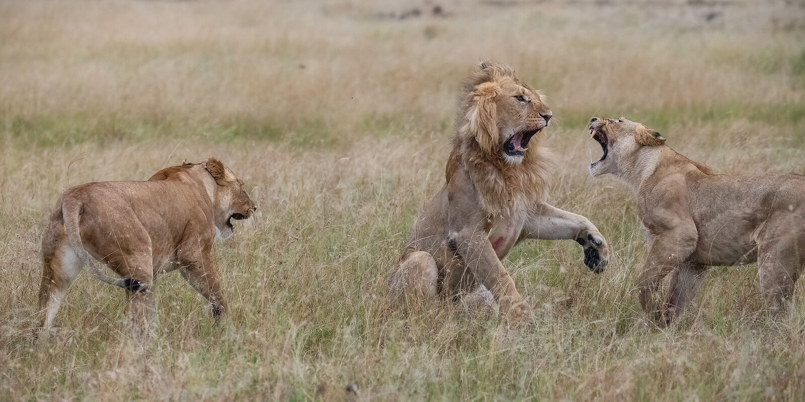 The Big Fight Lionesses ganging up on an older male lion.