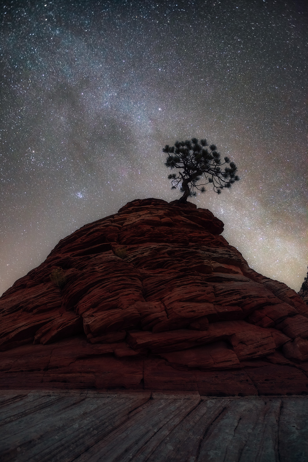 A lone tree silhouetted in front of the Milky Way.