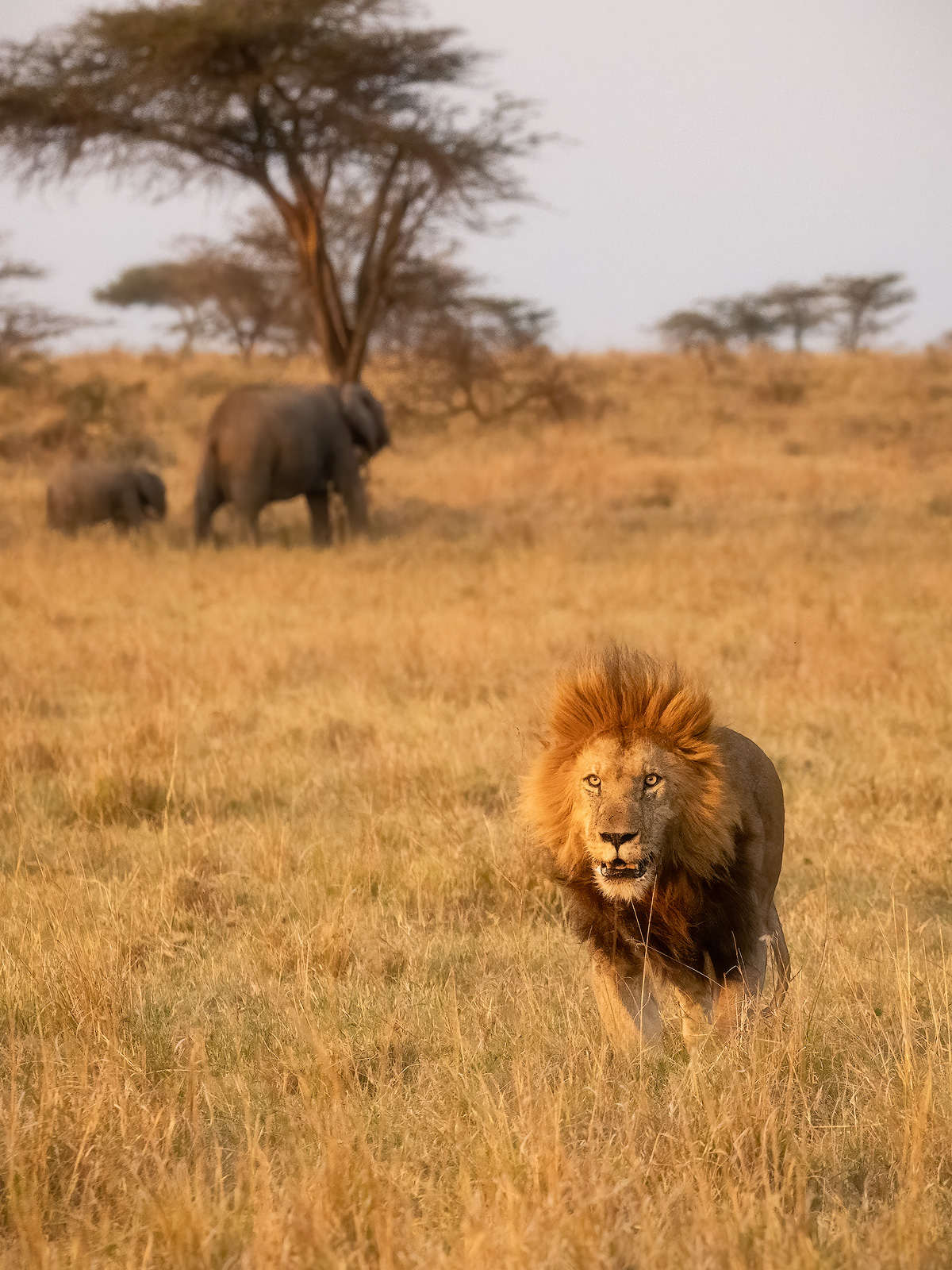 A stressed, older male lion being chased out of his territory by a younger male.