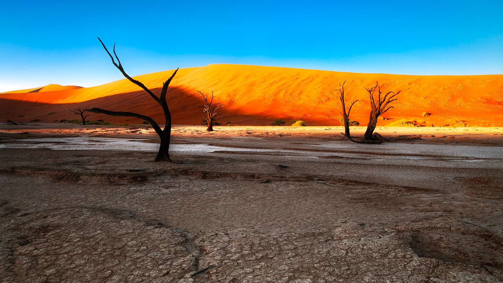 An elegant tree in the shape of a dancer in Namibia's dead tree forest