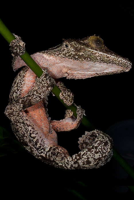Mossy Leaf-Tailed Gecko hanging onto a plant