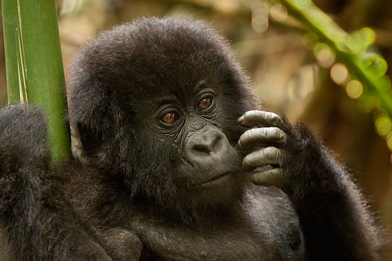 Young gorilla in Volcanoes National Park