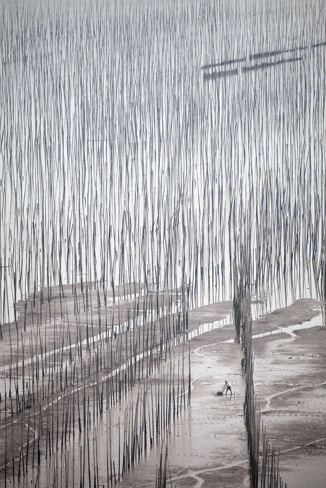 A man using a glider to get around the mudflats at low tide.