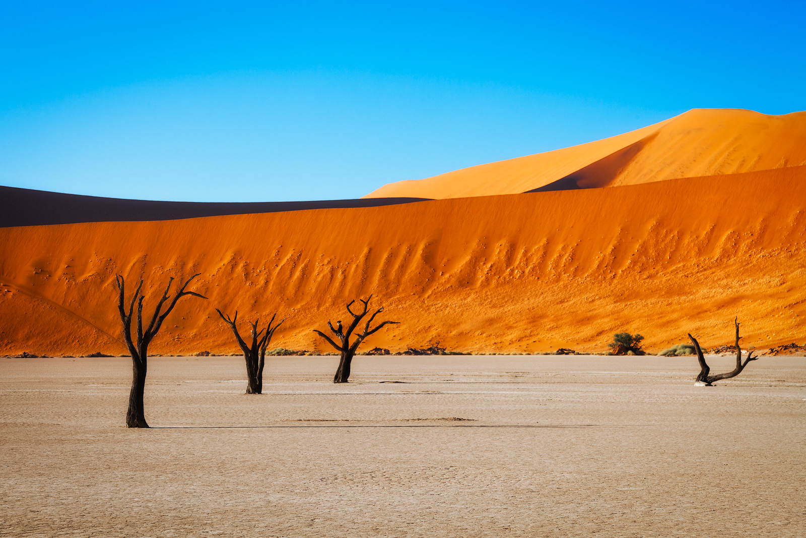 A row of trees create a leading line to the distant orange dunes