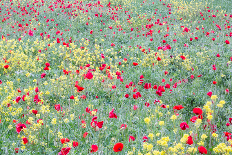 Poppy field growing during Springtime in Tuscany.
