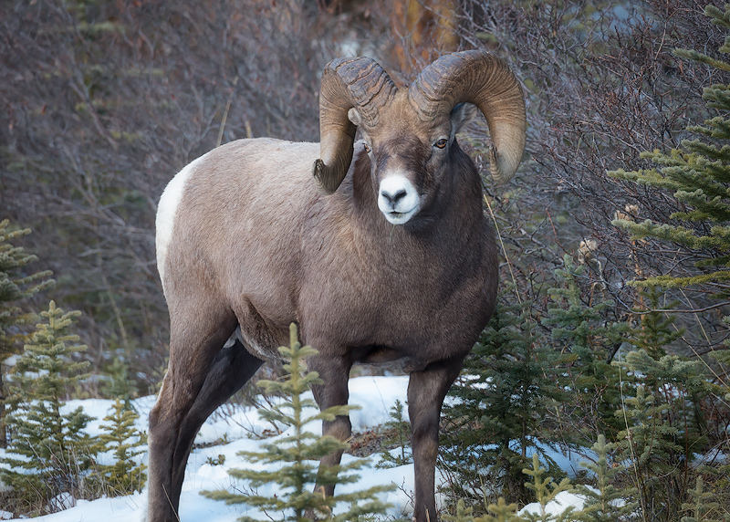 A ram just off the Icefields Parkway near Jasper National Park.