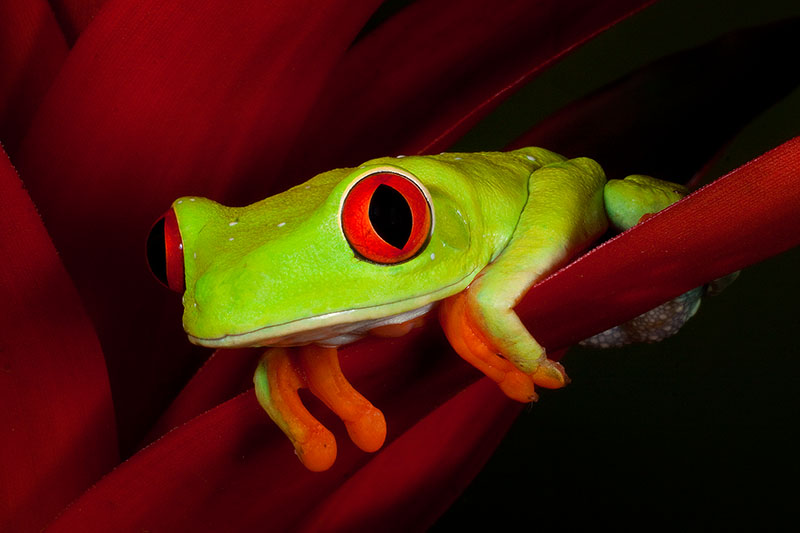 Red-Eyed Tree Frog on a Heliconia flower