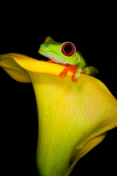 Red-Eyed Tree Frog hiding in a yellow flower