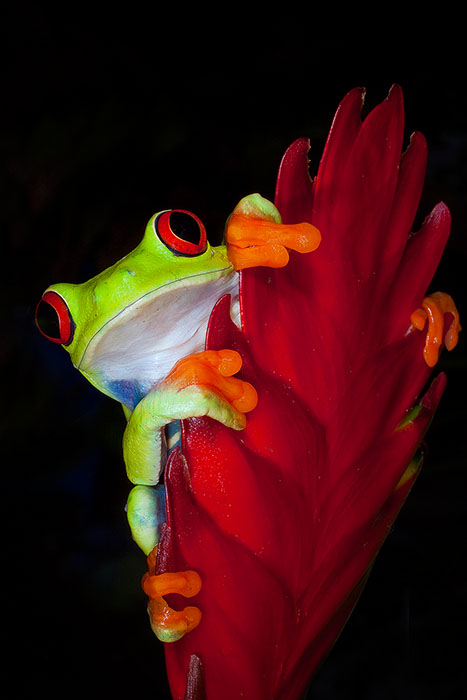 Red-Eyed Tree Frog (Agalychnis Callidryas) hanging onto a red leaf