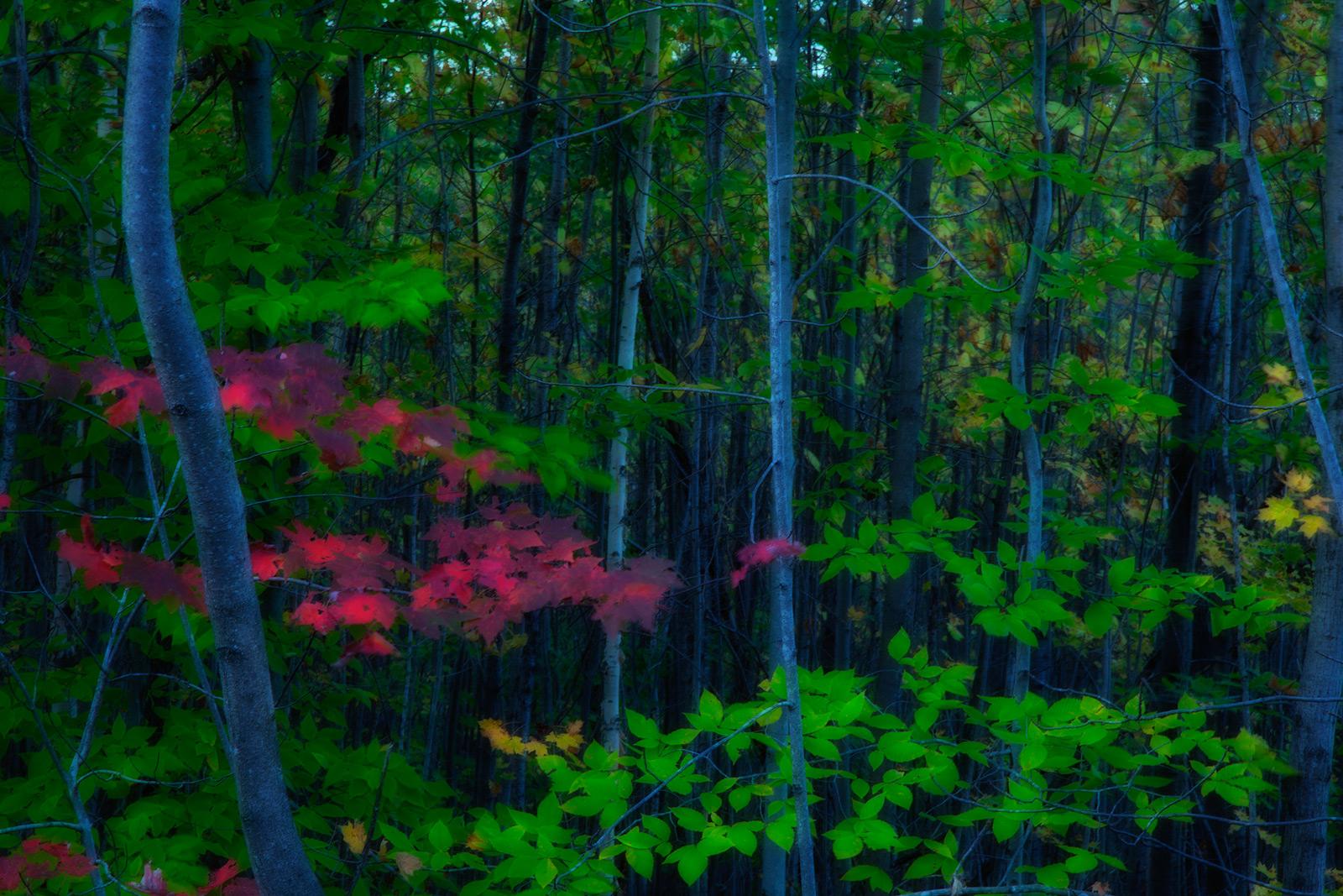 Beautiful red and green leaves in a New England forest