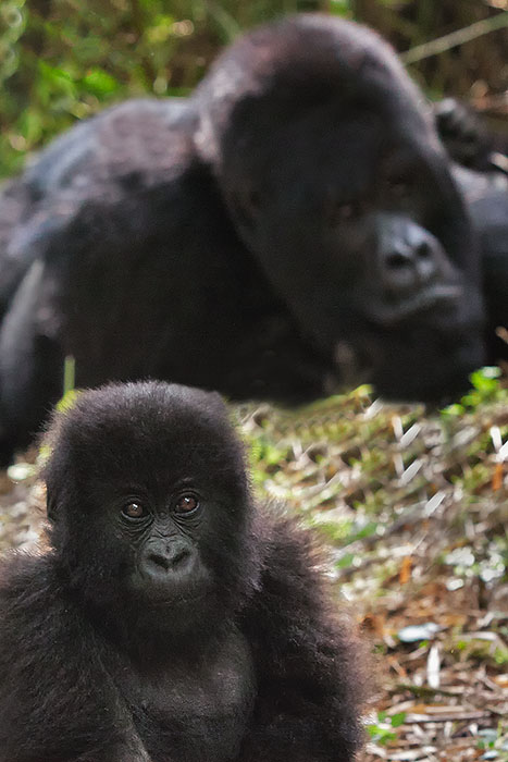 Silverback and young mountain gorilla in Rwanda