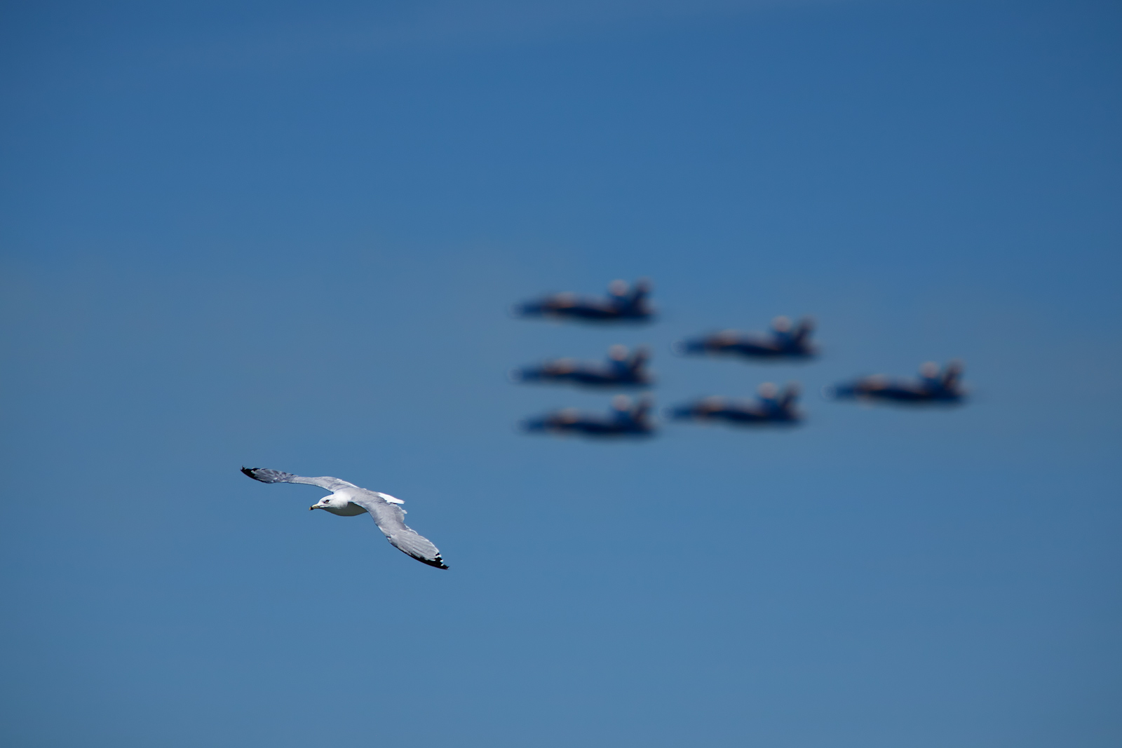Two forms of flight represented by a lone seagull flying in front of the Blue Angels during the Chicago Air and Water Show