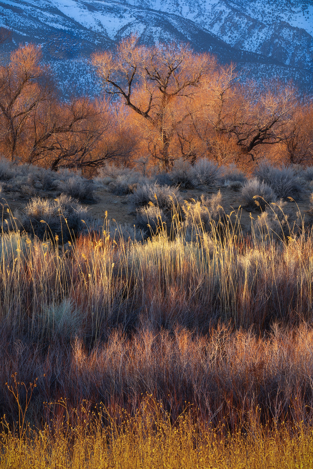 Layers of color and light decorate the foothills of the Sierra Nevadas.