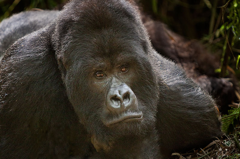 Male mountain gorilla keeping watch over the family