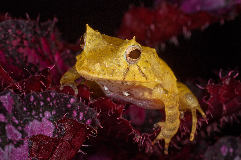 Close-up of Solomon Island Leaf Frog (Ceratobatrachus Guentheri)