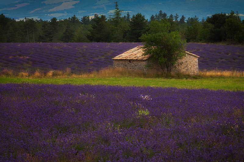 Beautiful stone house in a field of lavender in southern France