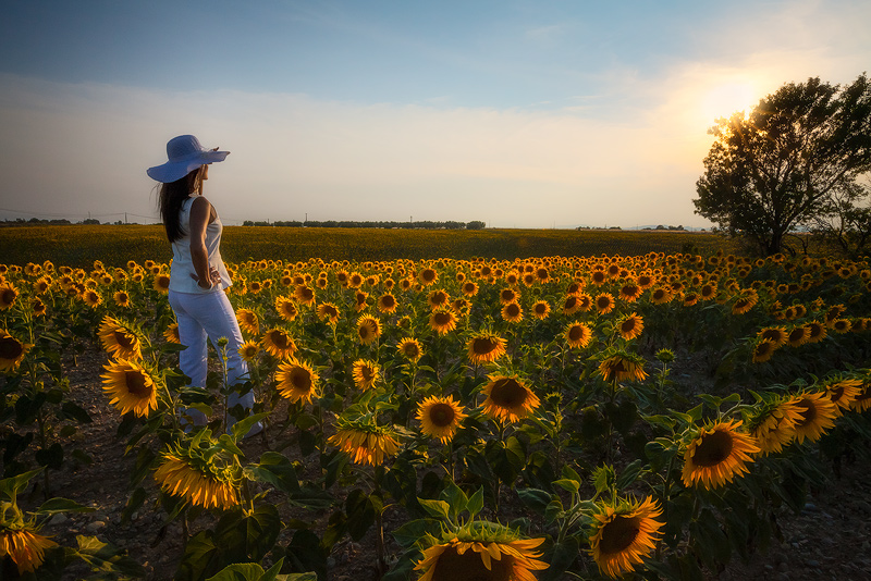 A woman standing in a beautiful sunflower field shortly before sunset