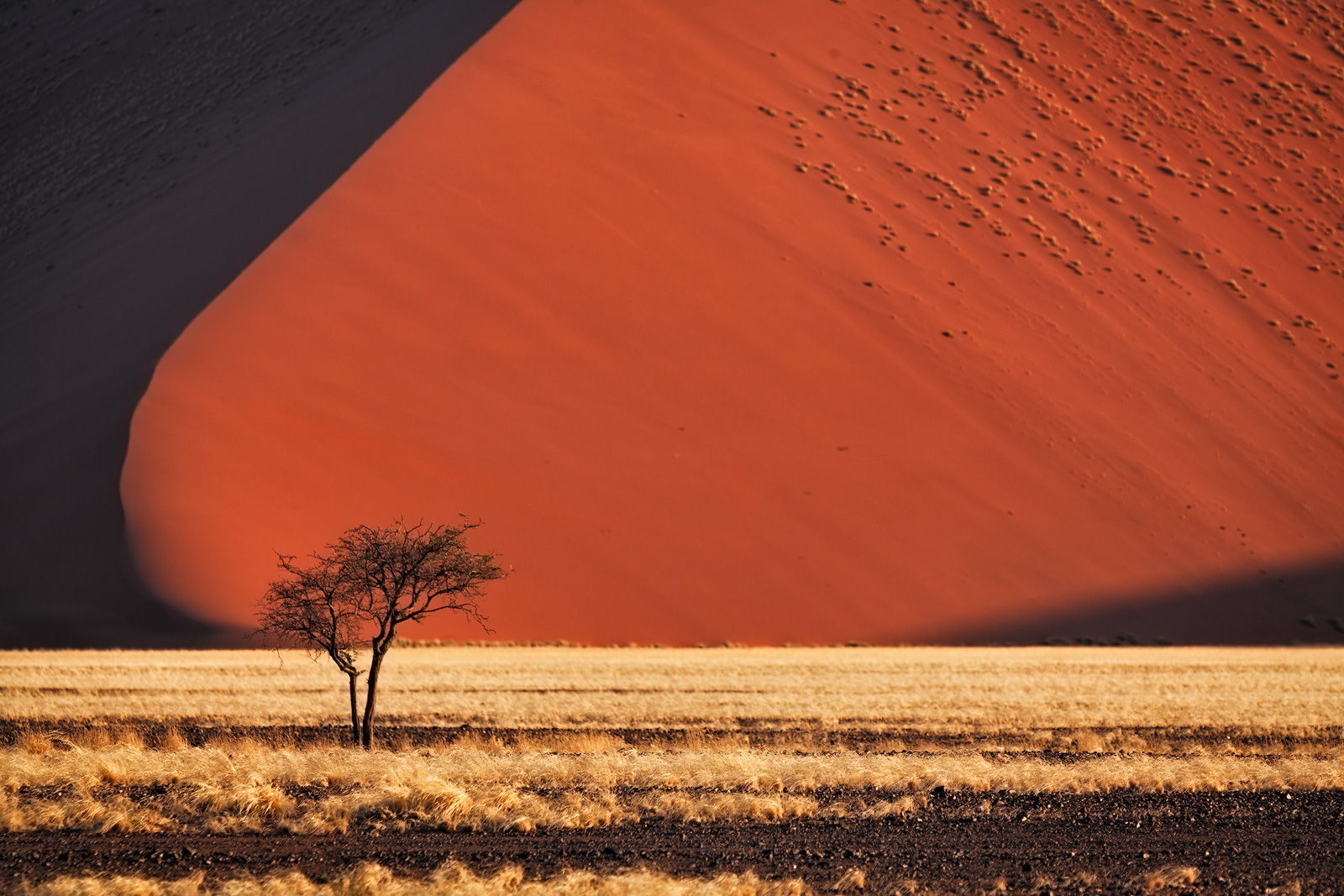 A tree in front of Namibia's orange sand dunes near Sossusvlei