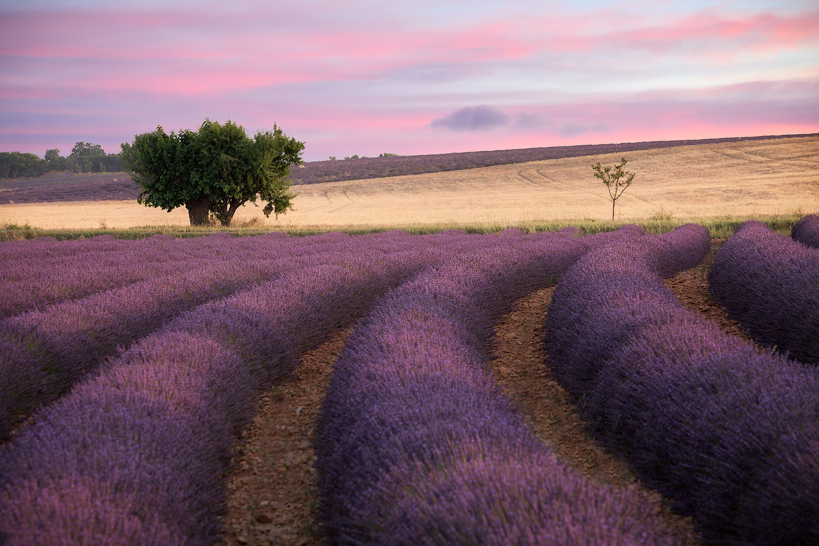 Late evening light strikes a tree in the middle of a lavender field